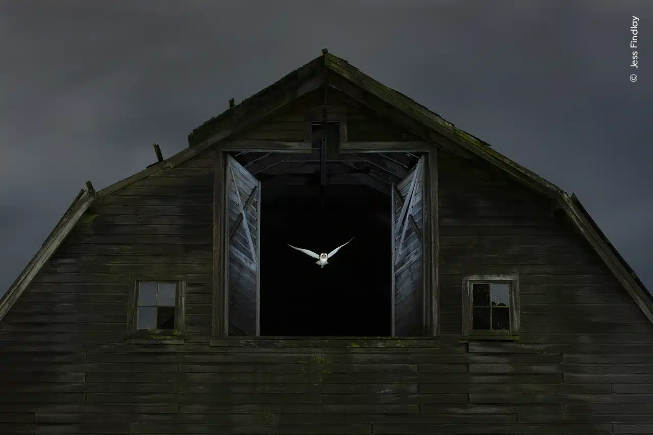 Barn owl flying out of a barn at night