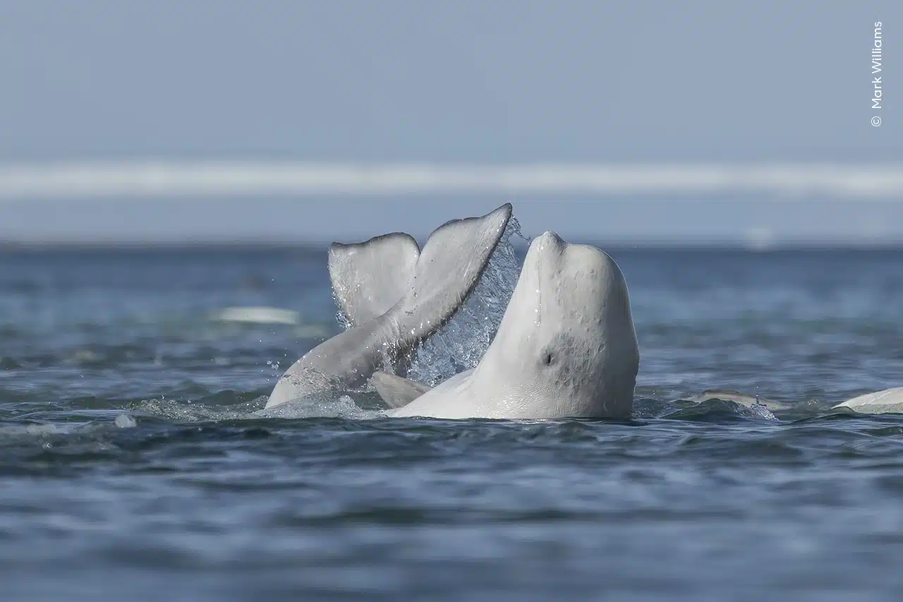 A beluga whale rubs its underside on a shallow river bottom to exfoliate its skin. 