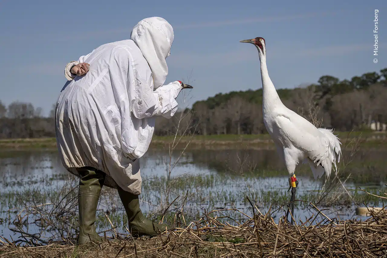 A disguised biologist approaches an endangered whooping crane in Louisiana, USA. 