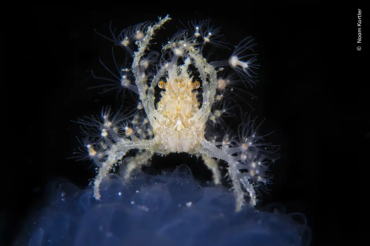 A decorator crab perches on top of a sea squirt to comb the water for drifting plankton. 