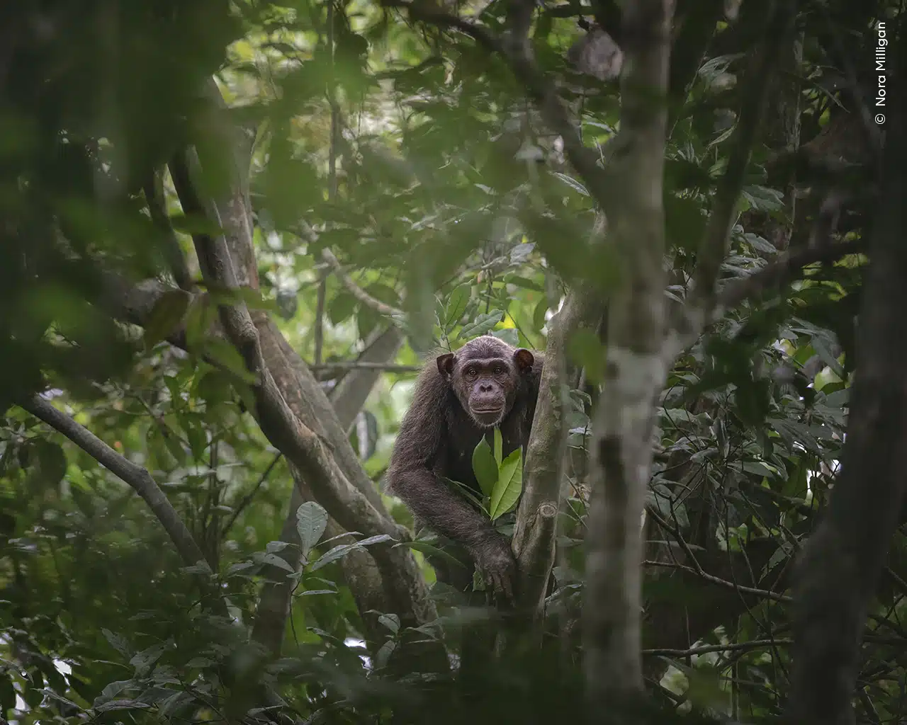 Chimp in the trees at Loango National Park, Gabon