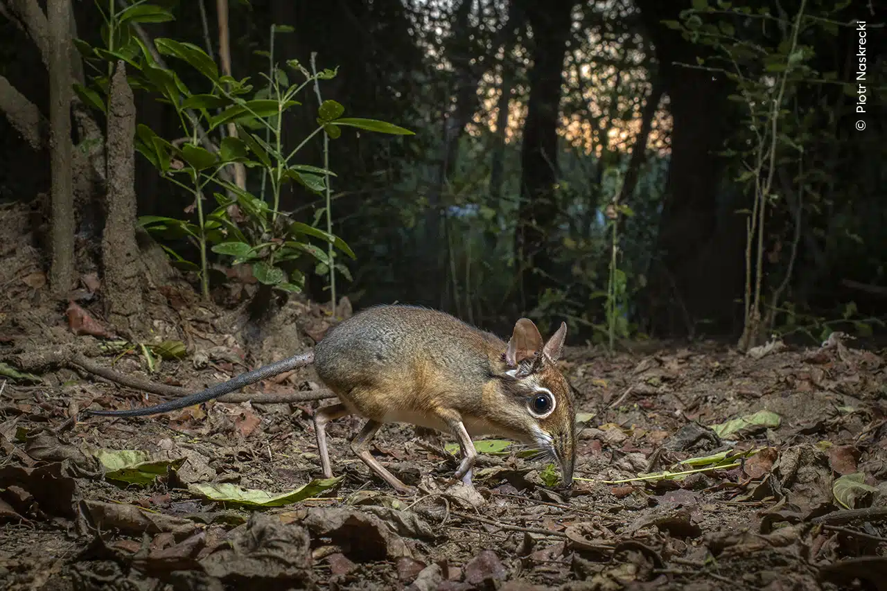 Four-toed sengi forages for food among the leaf litter in Mozambique