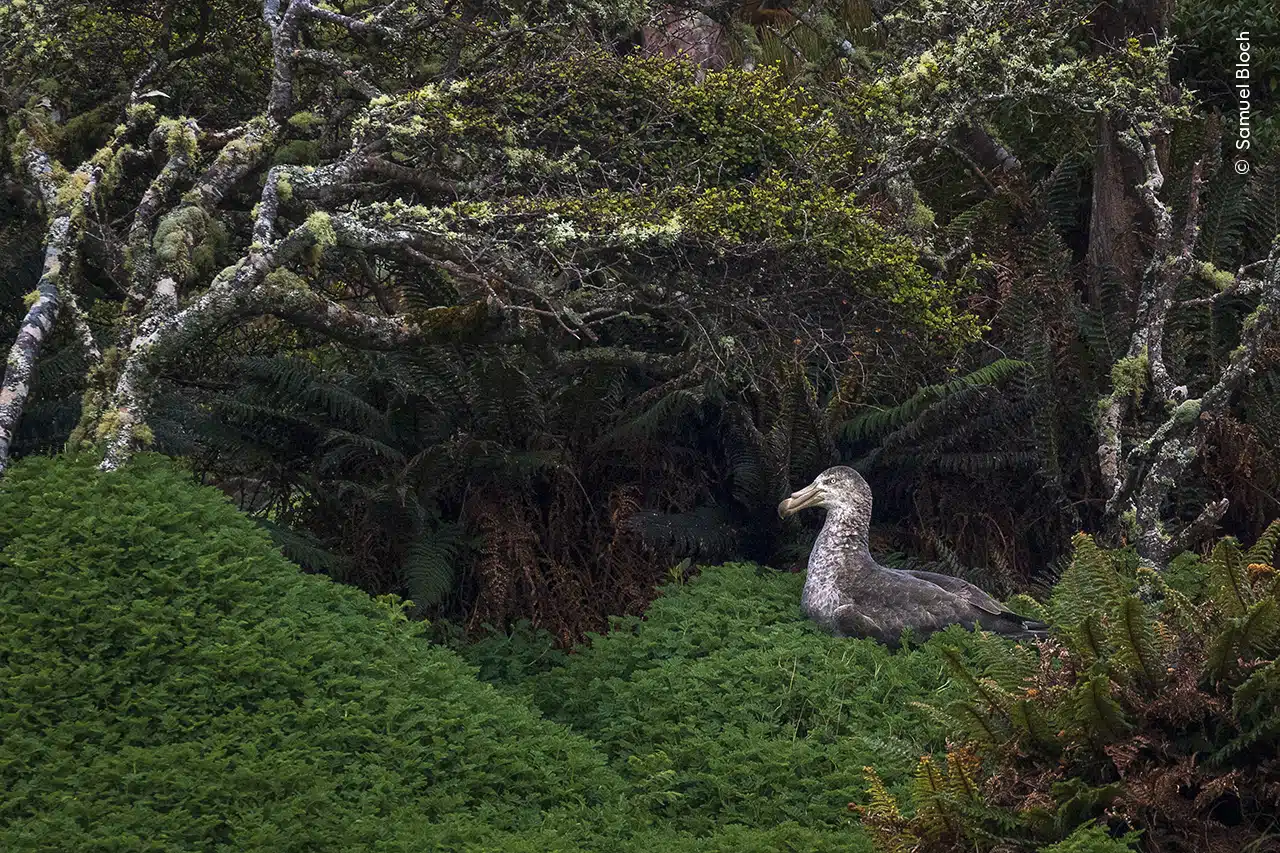 A northern giant petrel sits on its nest at the edge of a rātā tree forest on Enderby Island, New Zealand.