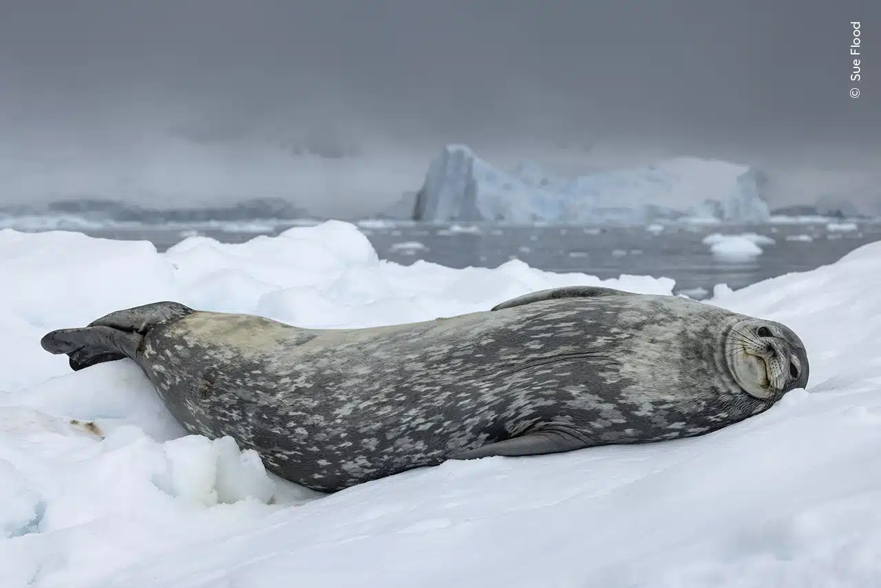 Weddell seal resting on ice