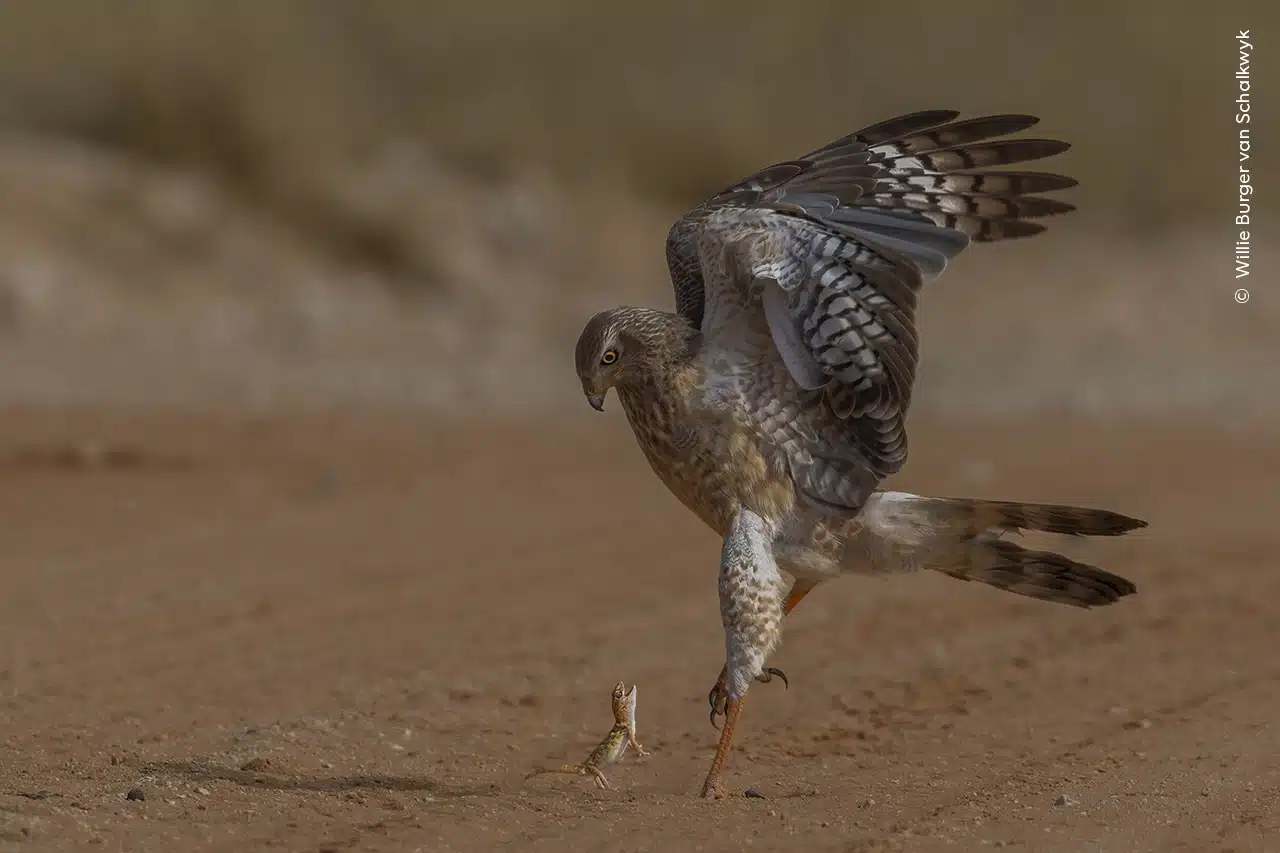 A giant ground gecko stands fast against a pale chanting goshawk in Kgalagadi Transfrontier Park, South Africa. 