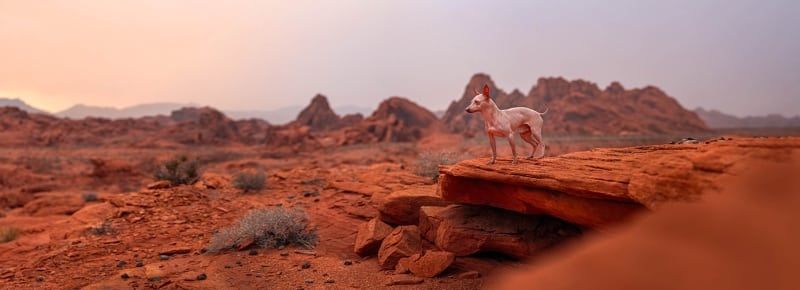 American Hairless Terrier