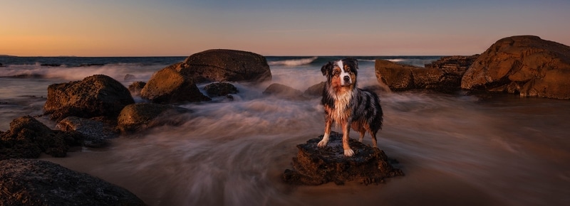 Australian Shepherd on the Gold Coast