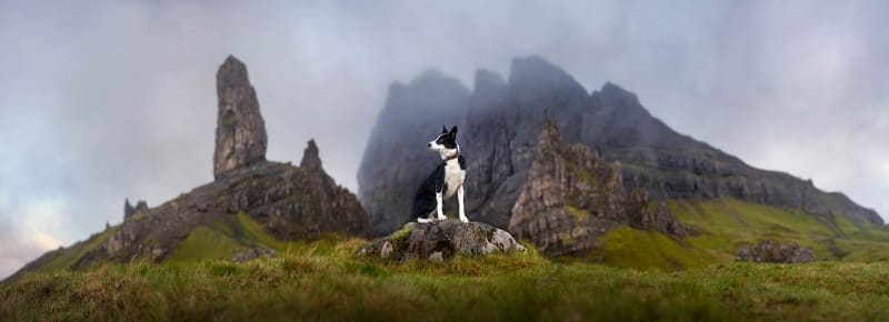 Border Collie