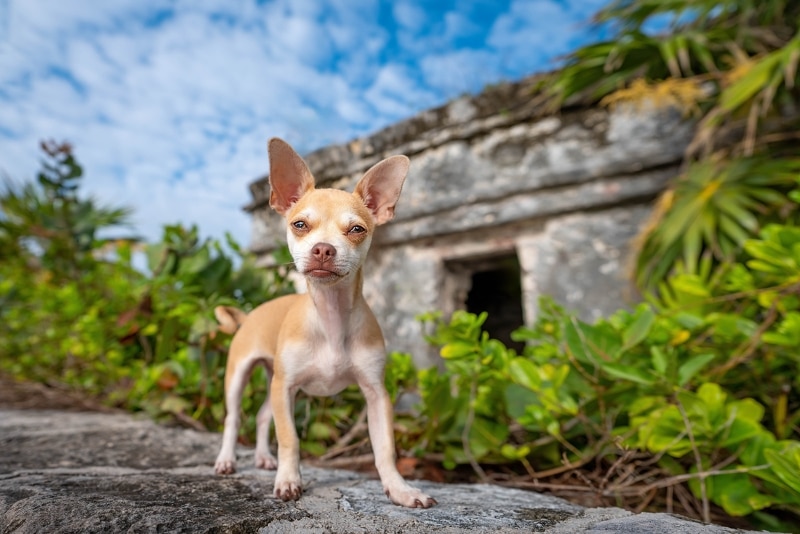 Chihuahua in Mexico