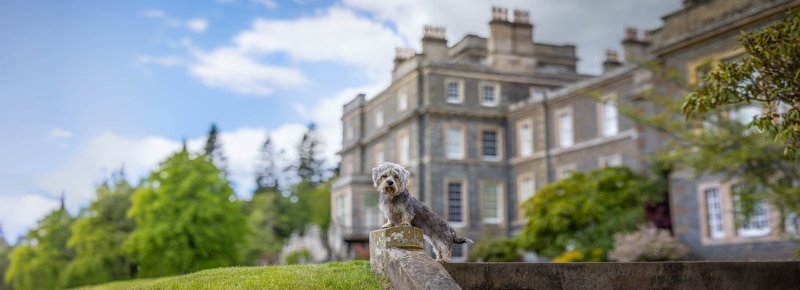 Dandie Dinmont Terrier