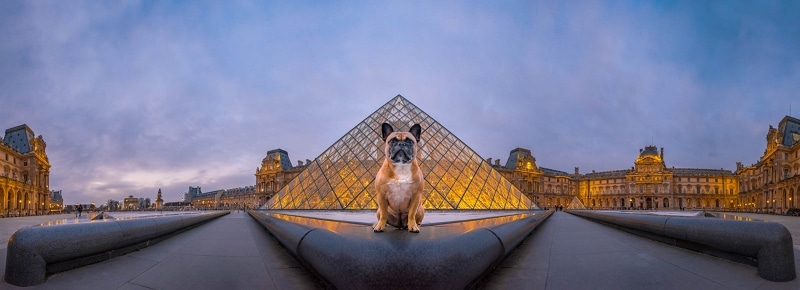 French bulldog in front of the Louvre Pyramid