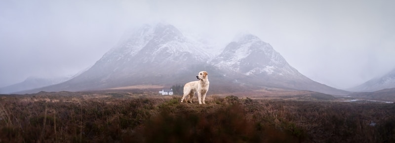 Golden Retriever in Scotland