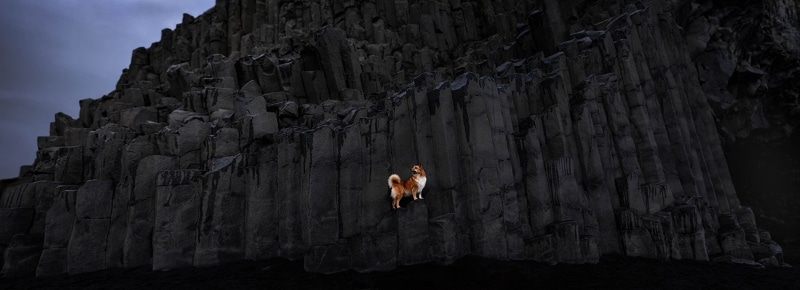 Icelandic Sheepdog