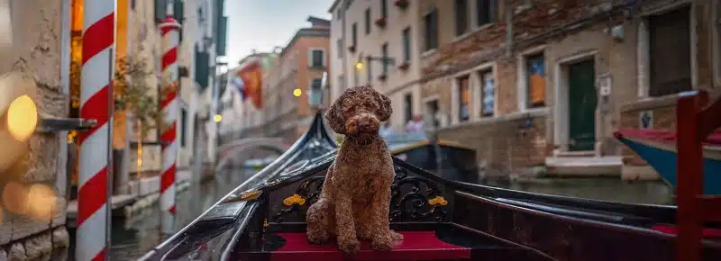 Lagotto Romagnolo in a gondola