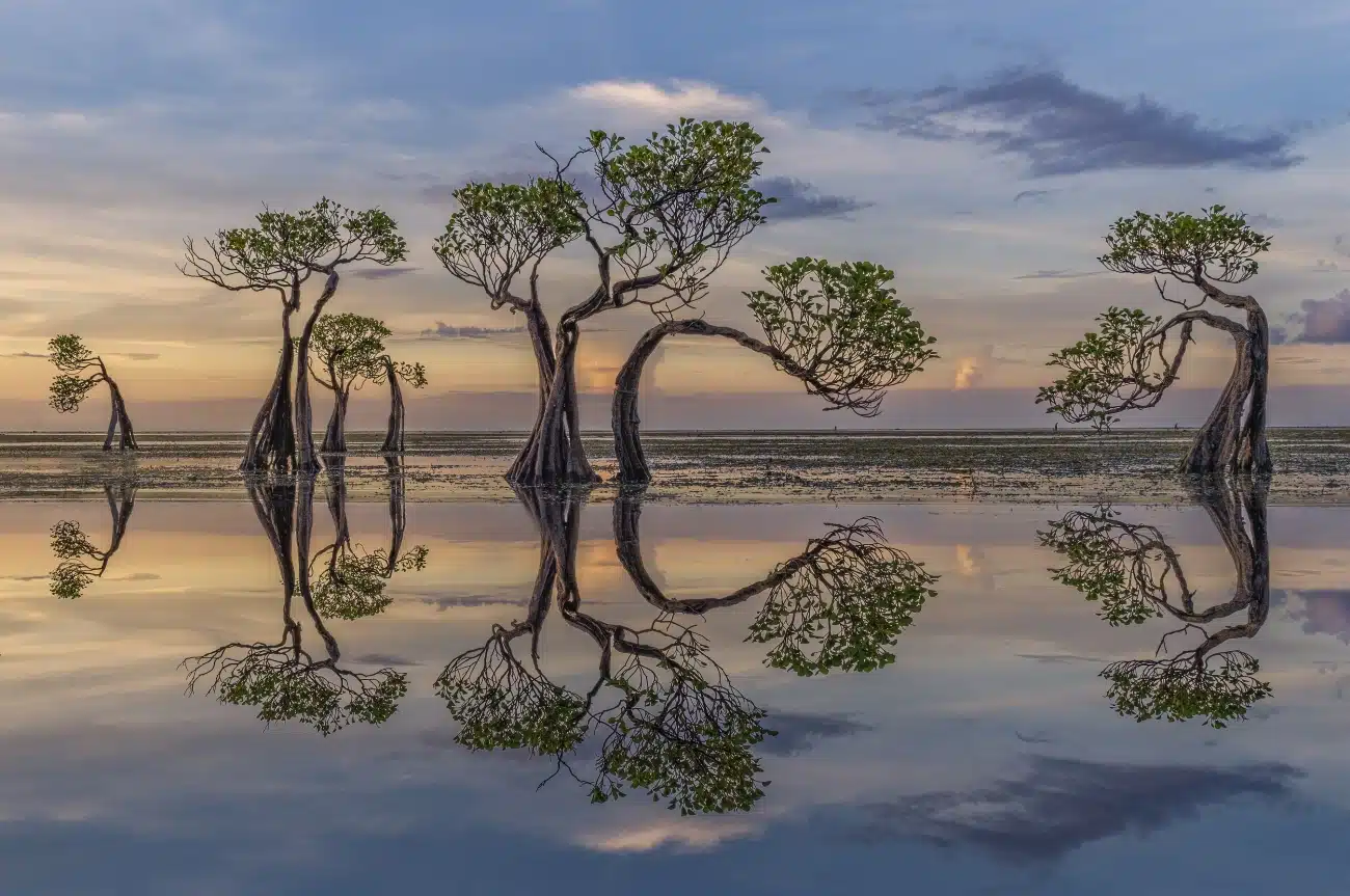 Trees in water