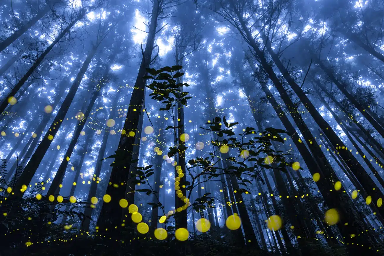 Glowing fireflies in the mountains in Wufeng Township