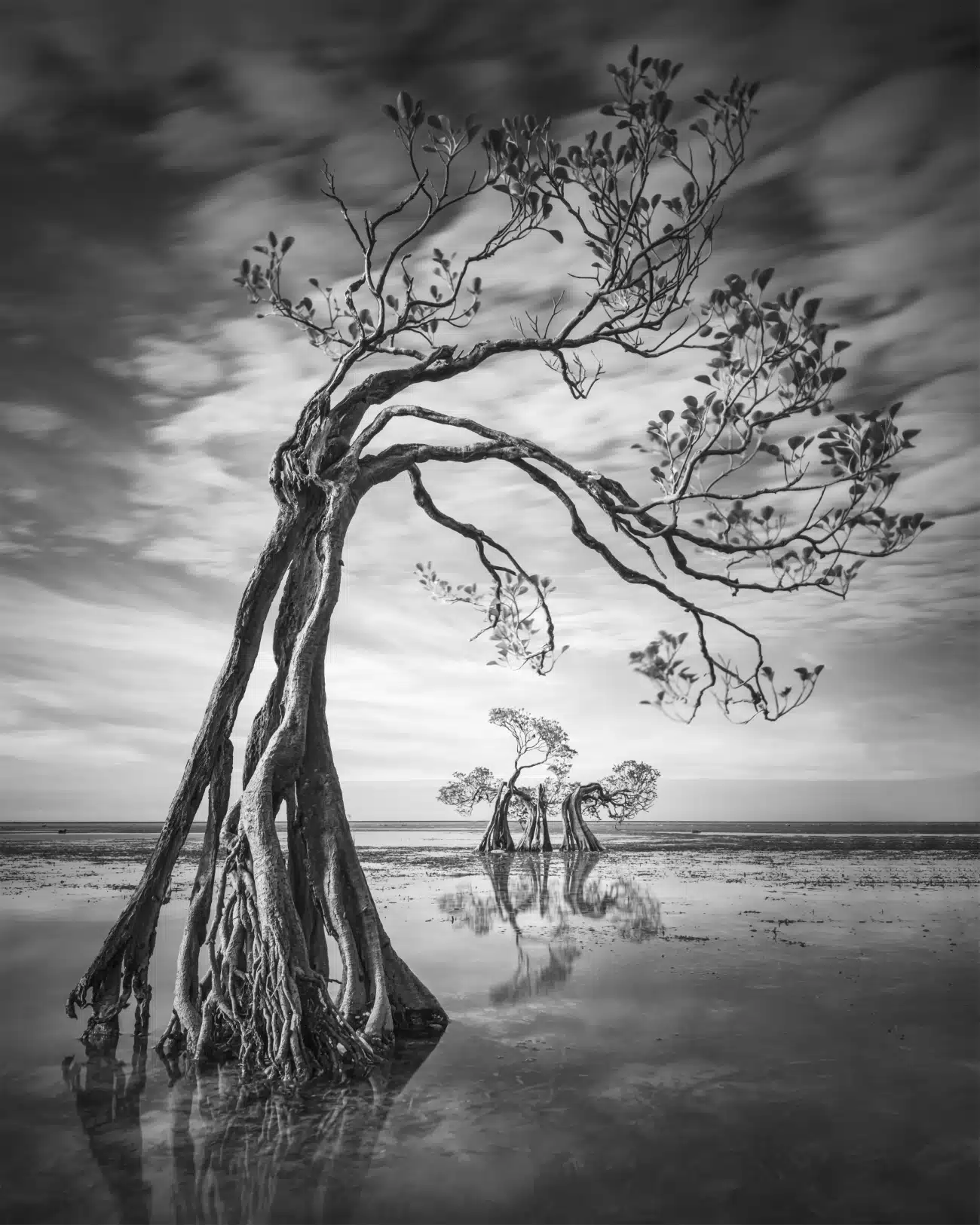 Black and white trees at Walakiri Beach in Indonesia