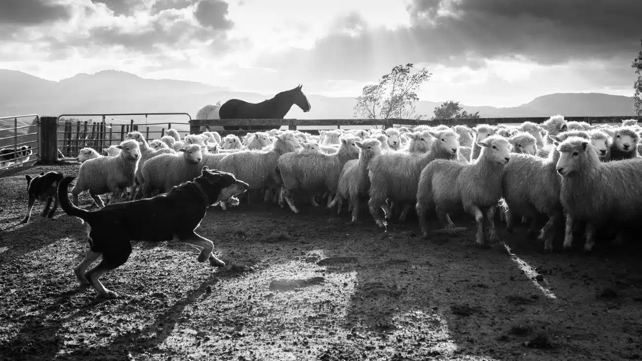 2024 International Pet Photographer of the Year 