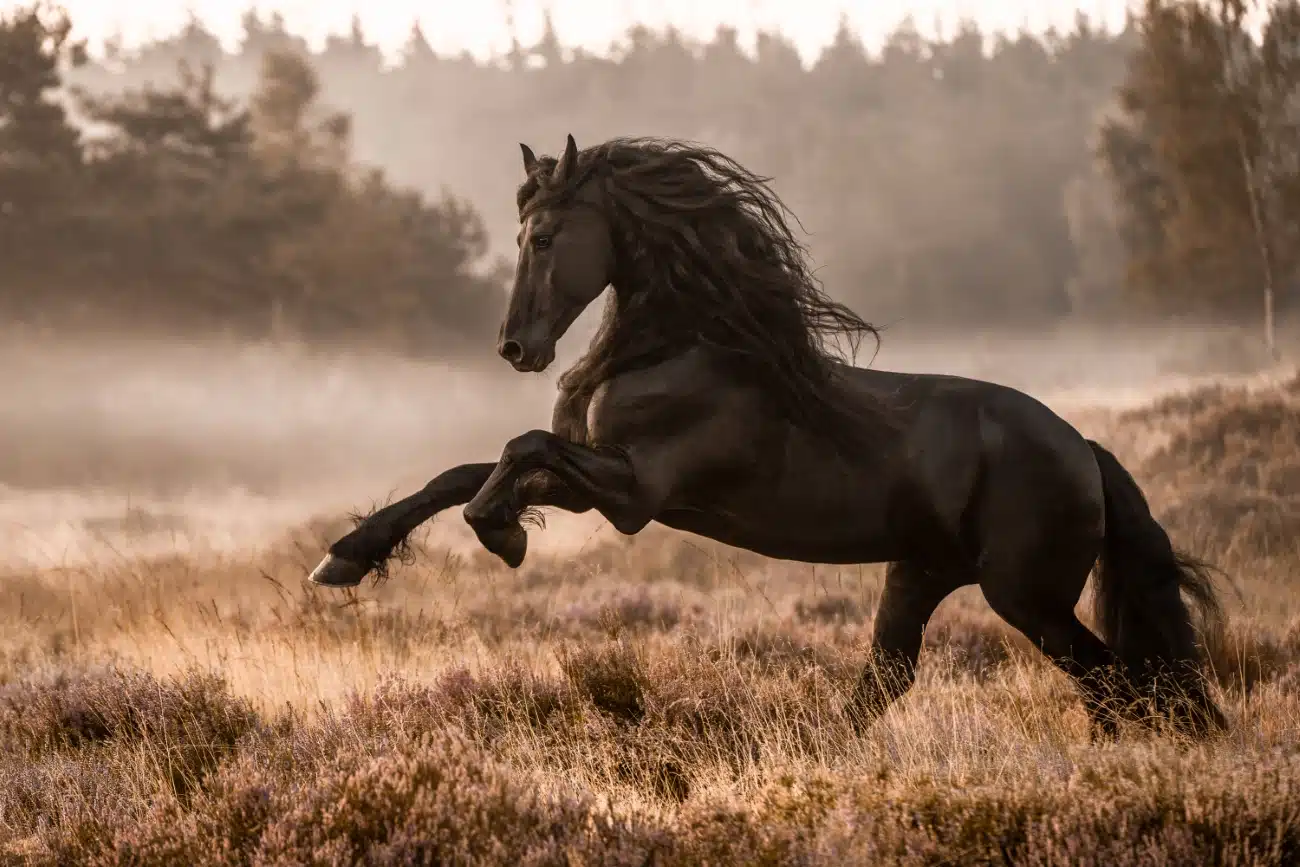 2024 International Pet Photographer of the Year 