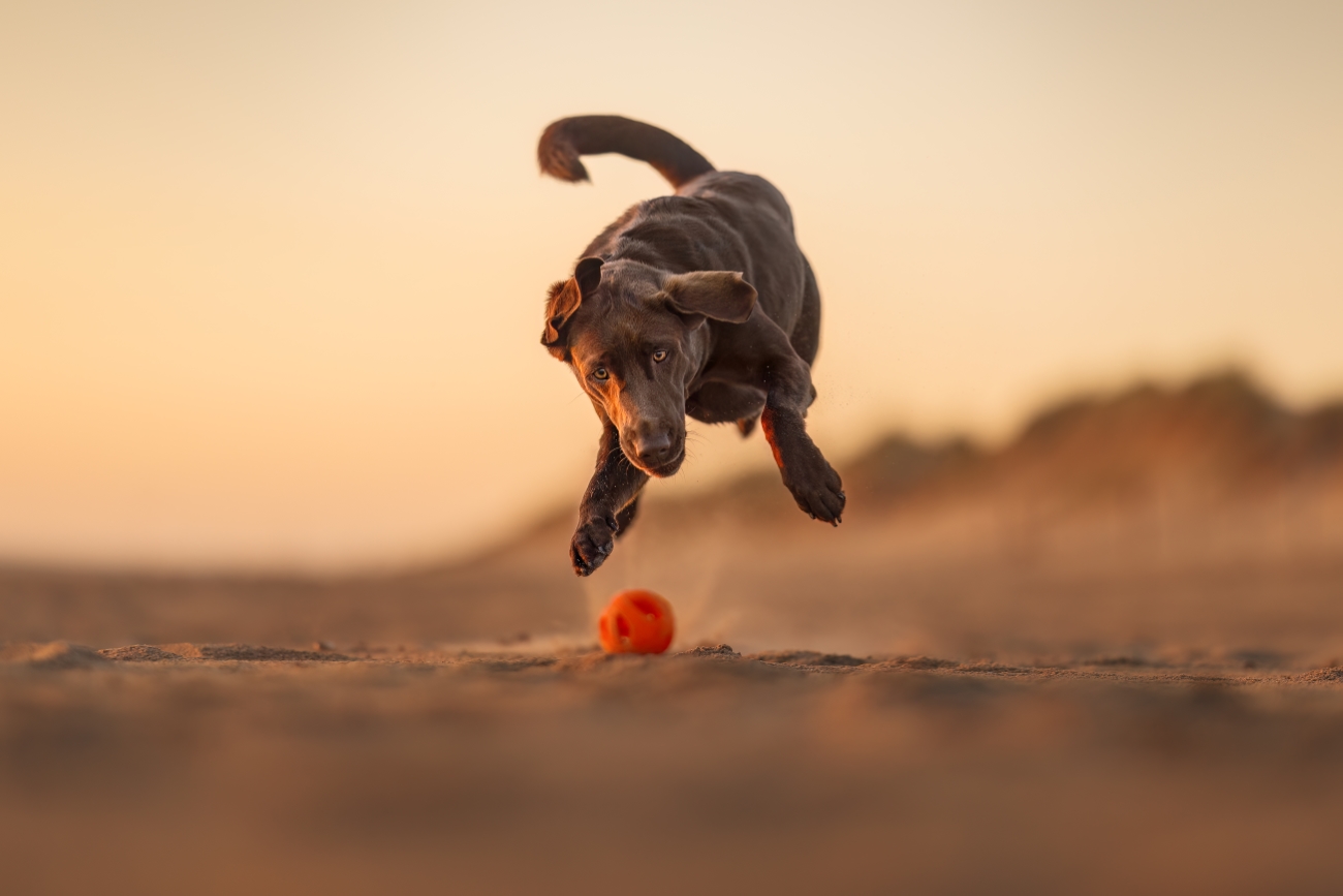 Dog chasing a ball