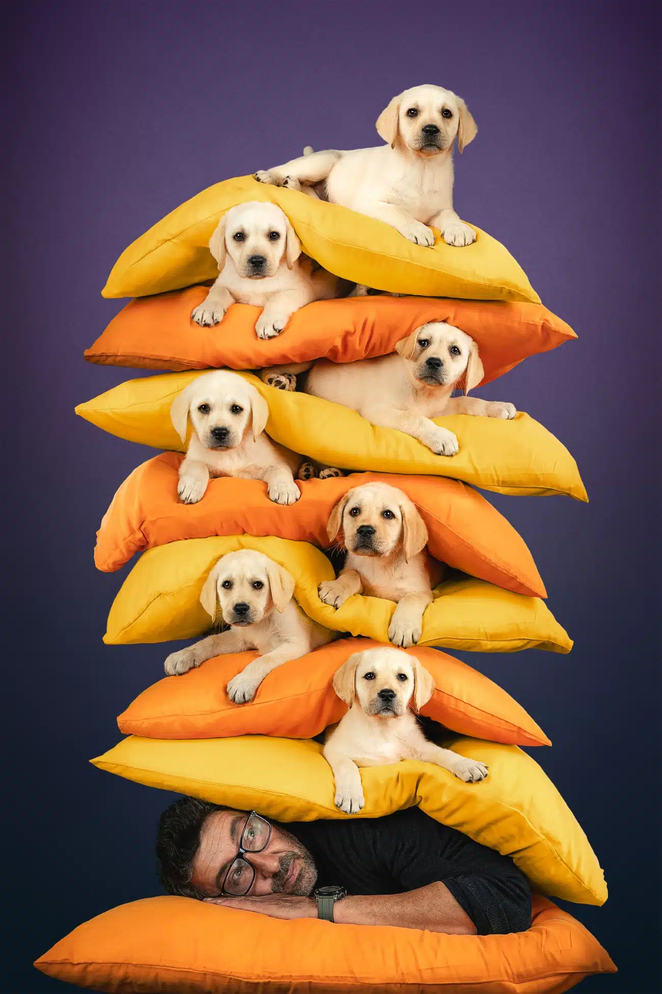 Cute puppies stacked between pillows