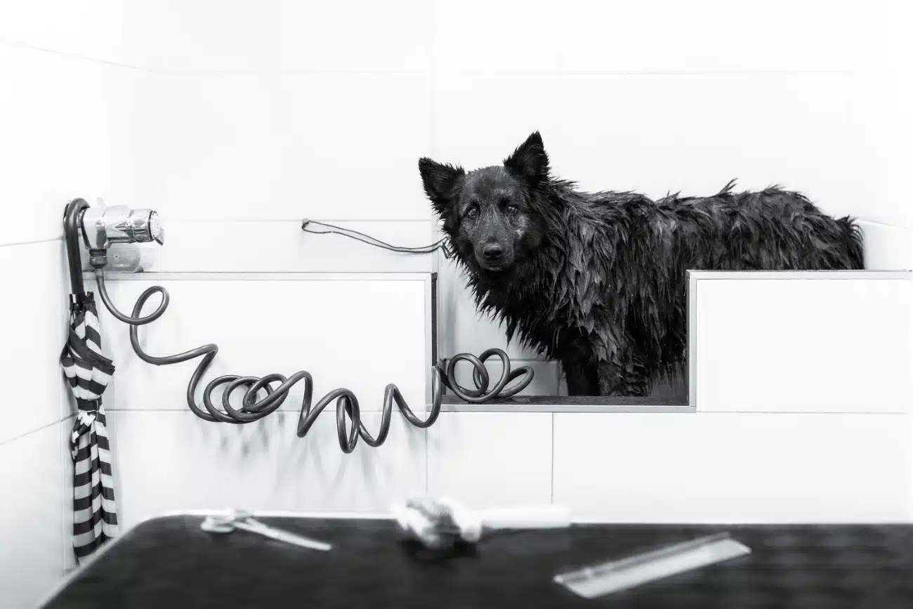 Black and white portrait of a dog in a tub