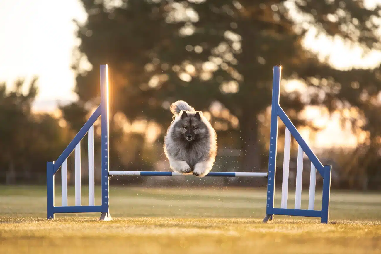 Dog jumping over an agility obstacle