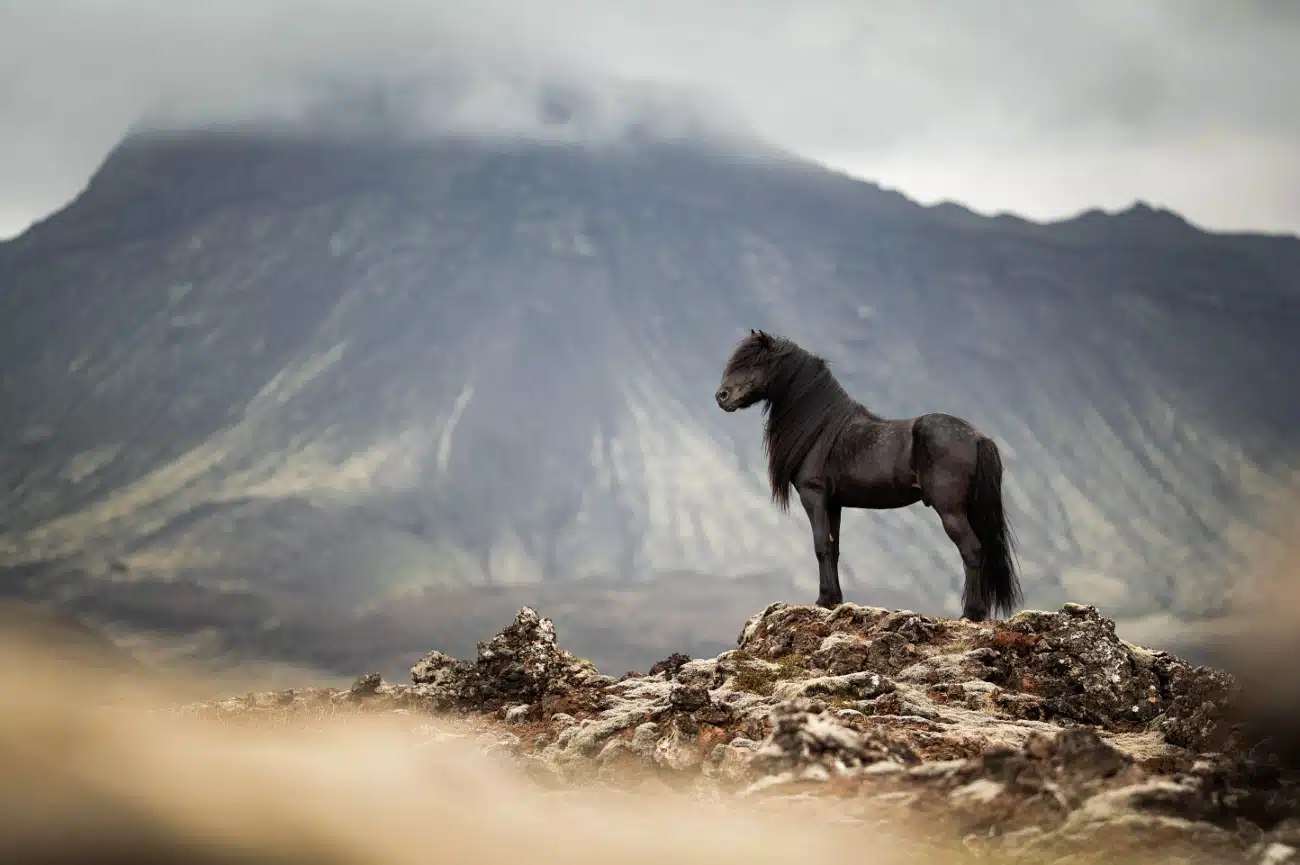 Horse overlooking a mountain