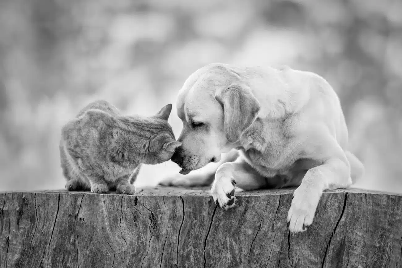 Portraits of a dog and cat touching noses