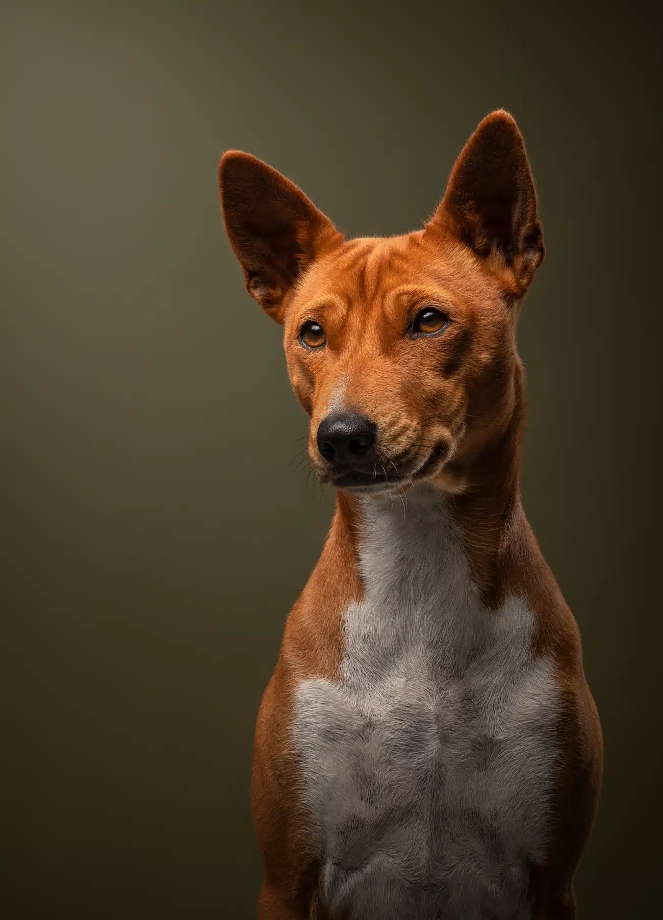 2024 International Pet Photographer of the Year 