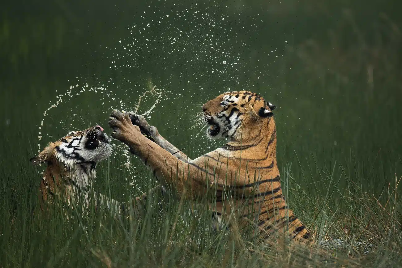 Fighting bengal tigers