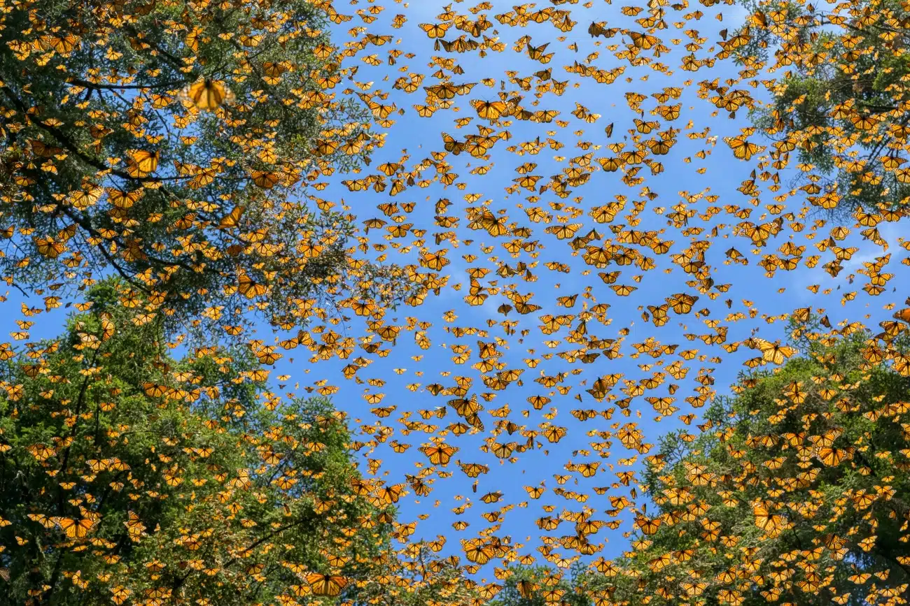 Monarch butterflies by Jaime Rojo