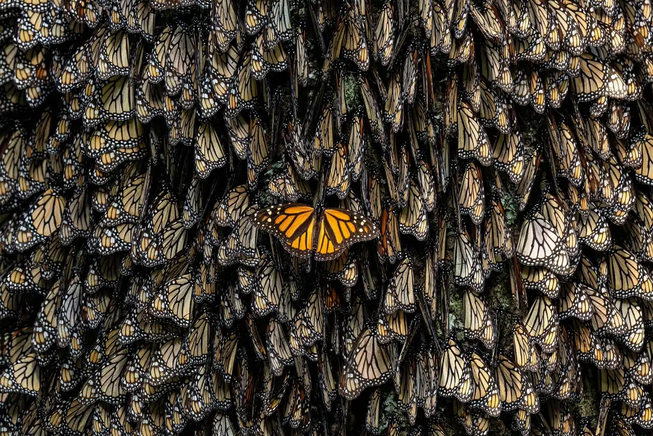 Monarch butterflies packed together for warmth