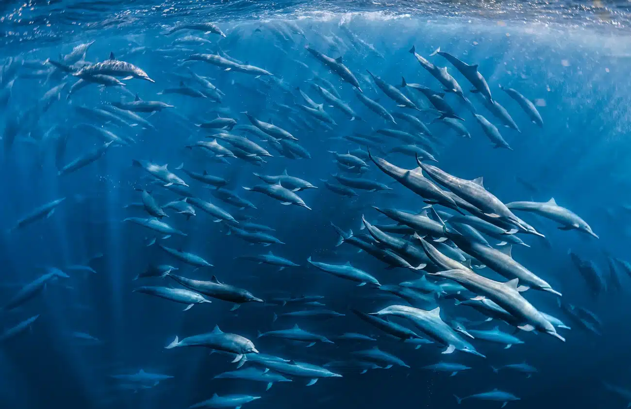 Spinner dolphin superpod