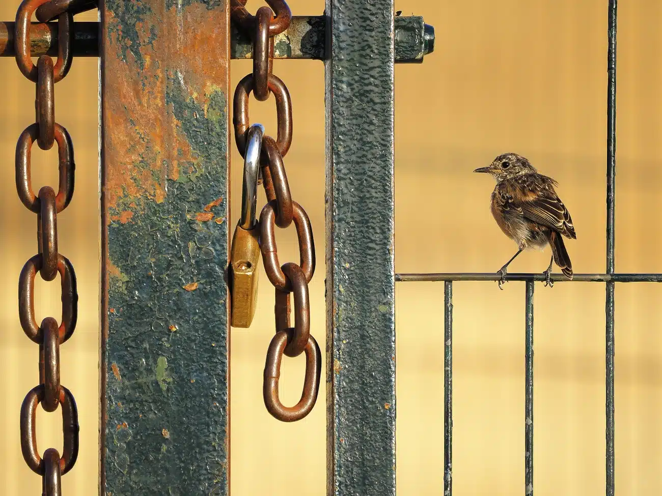 Stonechat on a metal fence