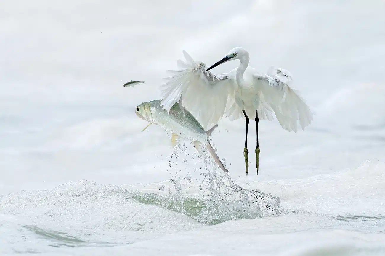 Egret at Yundang Lake