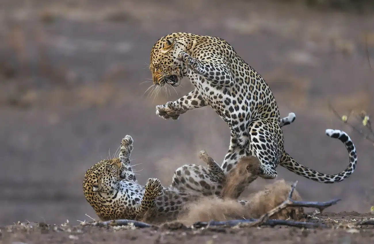 African leopards fighting