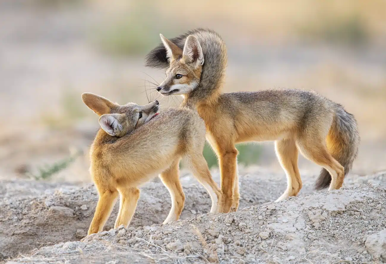 Kit fox siblings