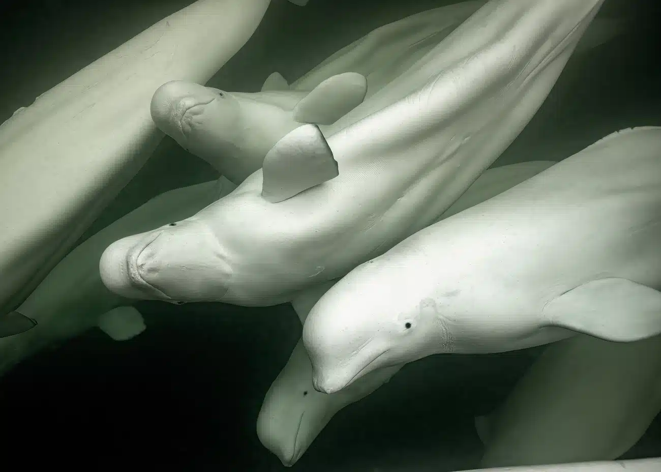 White belugas in Hudson Bay