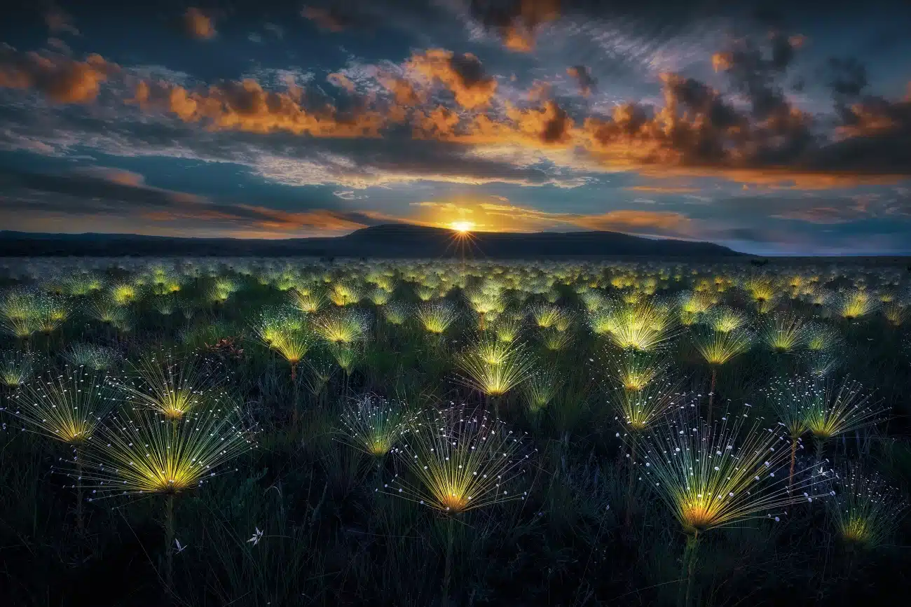 Field of Paepalanthus in Alto Paraiso