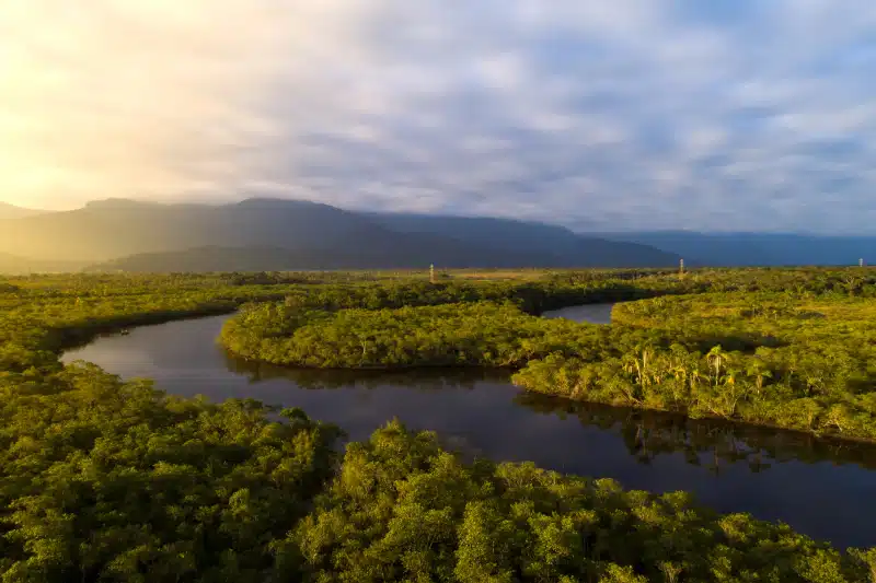 A river in the Amazon forest