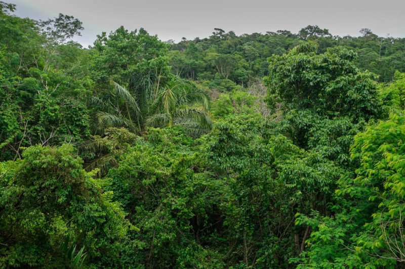 The Amazon forest