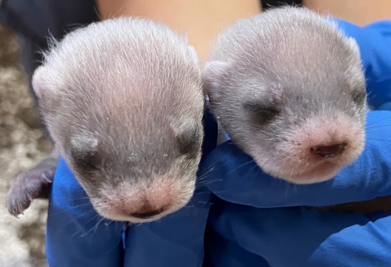 Two black-footed ferret kits