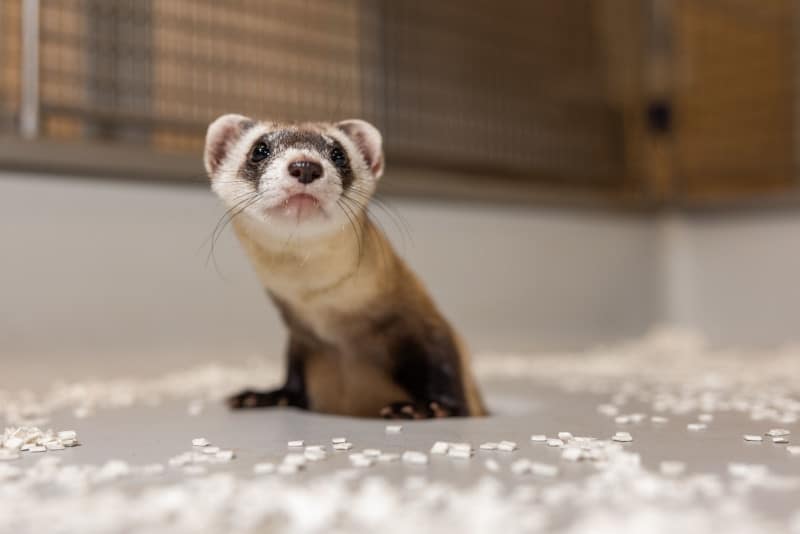 Antonia the black-footed ferret