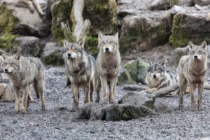 Gray Wolves Detected Near California Park After 100 Years