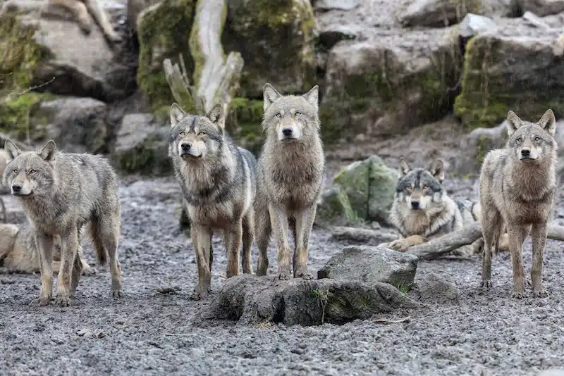 Gray Wolves