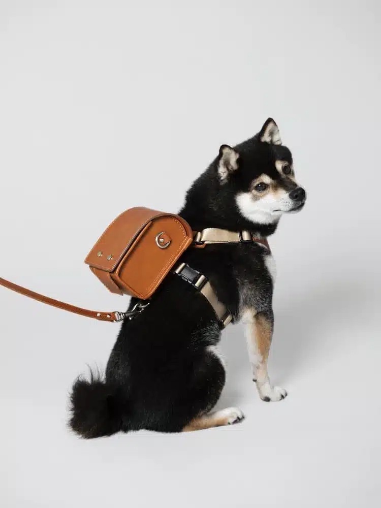 Pet Randoseru backpack for dogs