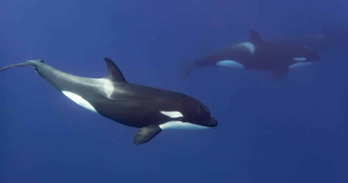 Stunning Underwater Portraits of Rare and Endangered Marine Life in the Azores