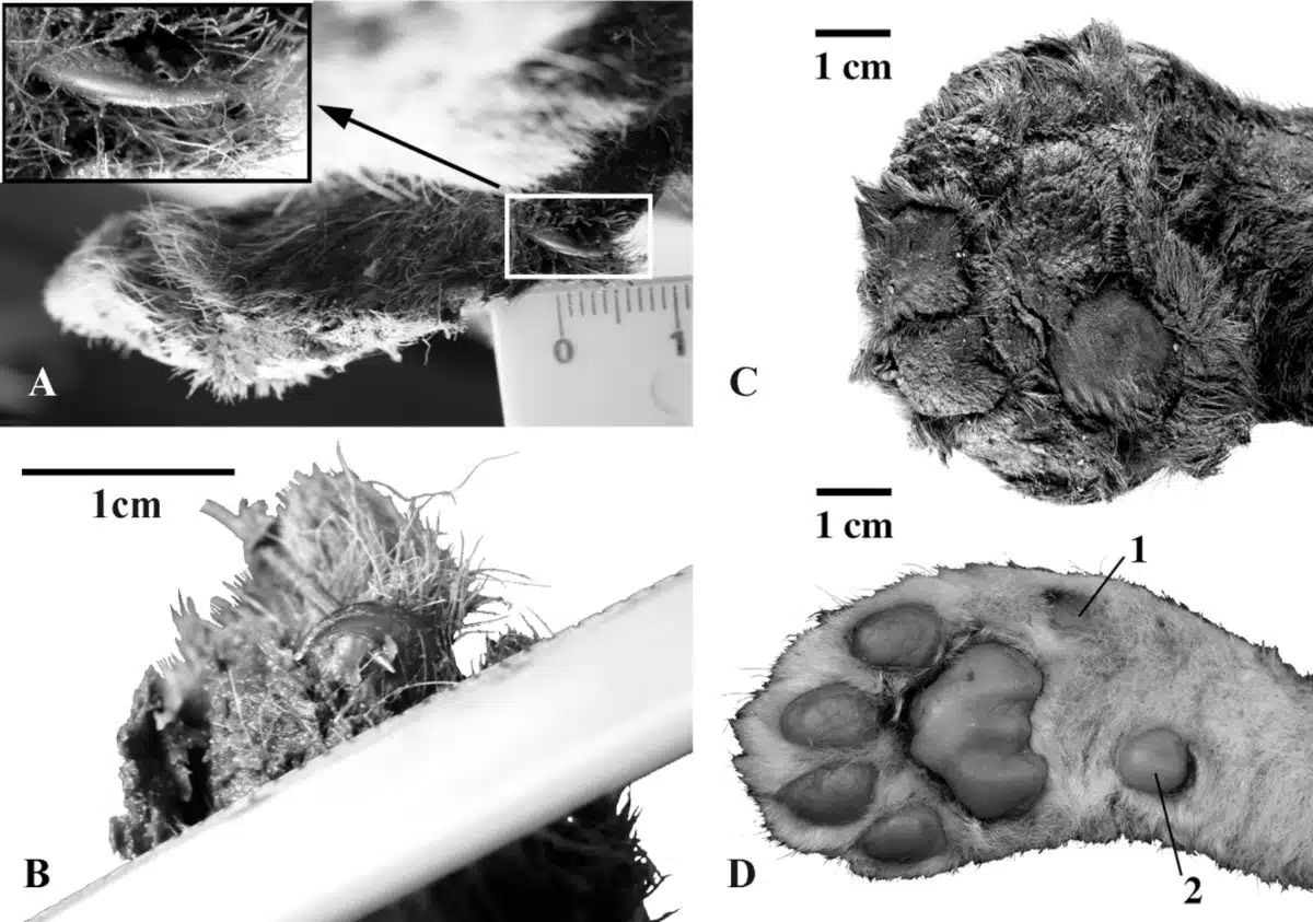 The Siberian permafrost preserved the 3-week-old kitten's fur and claws.