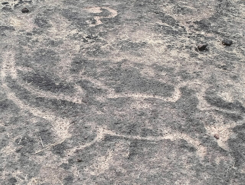 Konkan Geoglyphs